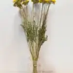 Bos gedroogd achillea 10 stelen