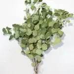 Gedroogd Eucalyptus bos