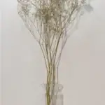 Gedroogd Gipskruid bos 5st