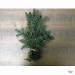 Bos nobillis kerstgroen 500gr