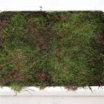 Kistje vers plaatmos