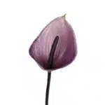 Tina Collection zijde Anthurium 60cm paars