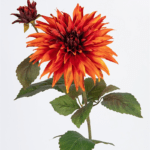 Tina Collection zijde Dahlia 70cm donker oranje