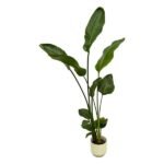 Strelitzia Nicolai inclusief elho Vibes Fold Round wit - 100 cm - Ø18