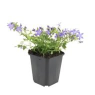 Campanula poscharskyana 'Stella' - ↕10-25cm - Ø9cm - 12x - Afbeelding 7