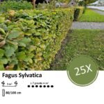 Fagus sylvatica - Blote wortel - 80/100 - 25x