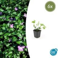 Vinca major - ↕10-25cm - Ø9cm - 6x
