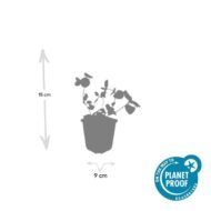 Vinca major - ↕10-25cm - Ø9cm - 6x - Afbeelding 2