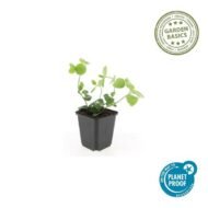 Vinca major - ↕10-25cm - Ø9cm - 6x - Afbeelding 3