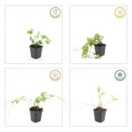 Vinca major - ↕10-25cm - Ø9cm - 6x - Afbeelding 4