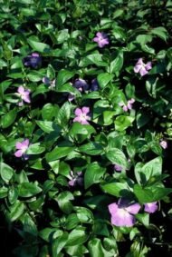 Vinca major - ↕10-25cm - Ø9cm - 6x - Afbeelding 6