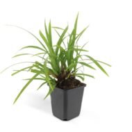 Carex morrowii 'Irish Green' - ↕10-25cm - Ø9cm - 6x - Afbeelding 6