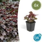 Heuchera mic. 'Palace Purple' - ↕10-25cm - Ø9cm - 6x