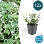 Euonymus 'Emerald 'n Gaity' - ↕10-25cm - Ø9cm - 12x