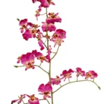 Tina Collection zijde Oncidium l90cm cerise