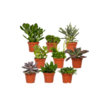 Super - Succulenten Mix - 18 stuks - 10 cm - Ø8,5