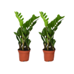 Zamioculcas Zamiifolia - 2 stuks - ø12cm - ↕40cm