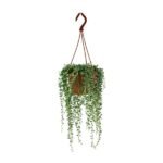 Senecio Herreianus - Ø12cm - ↕20cm