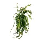 Ephiphyllum Anguliger - Ø21cm - ↕50cm