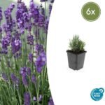 6x Lavandula ang. 'Dwarf Blue' - ↕10-25cm - Ø9cm