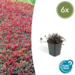 6x Acaena microphylla 'Kupferteppich' - ↕10-25cm - Ø9cm