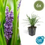 6x Liriope muscari 'Big Blue' - ↕10-25cm - Ø9cm