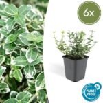 6x Euonymus 'Emerald 'n Gaity' - ↕10-25cm - Ø9cm