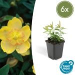 6x Hypericum calycinum - ↕10-25cm - Ø9cm