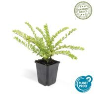 6x Lonicera nit. 'Maigrün' - ↕10-25cm - Ø9cm - Afbeelding 2