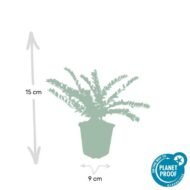 6x Lonicera nit. 'Maigrün' - ↕10-25cm - Ø9cm - Afbeelding 3