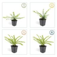 6x Lonicera nit. 'Maigrün' - ↕10-25cm - Ø9cm - Afbeelding 4