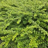 6x Lonicera nit. 'Maigrün' - ↕10-25cm - Ø9cm - Afbeelding 5