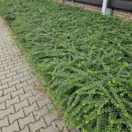 6x Lonicera nit. 'Maigrün' - ↕10-25cm - Ø9cm - Afbeelding 6