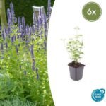 6x Agastache 'Black Adder' - ↕10-25cm - Ø9cm