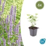 6x Agastache 'Blue Fortune' - ↕10-25cm - Ø9cm