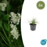 6x Luzula nivea - ↕10-25cm - Ø9cm