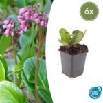 6x Bergenia cordifolia 'Herbstblüte' - ↕10-25cm - Ø9cm