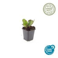 6x Bergenia cordifolia 'Herbstblüte' - ↕10-25cm - Ø9cm - Afbeelding 2