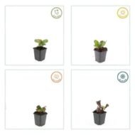 6x Bergenia cordifolia 'Herbstblüte' - ↕10-25cm - Ø9cm - Afbeelding 4