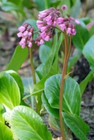 6x Bergenia cordifolia 'Herbstblüte' - ↕10-25cm - Ø9cm - Afbeelding 5