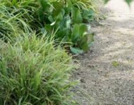 6x Bergenia cordifolia 'Herbstblüte' - ↕10-25cm - Ø9cm - Afbeelding 6