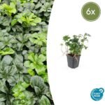 6x Pachysandra term. 'Green Sheen' - ↕10-25cm - Ø9cm