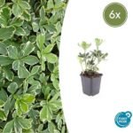 6x Pachysandra term. 'Variegata' - ↕10-25cm - Ø9cm