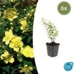 6x Hypericum 'Hidcote' - ↕10-25cm - Ø9cm