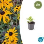 6x Rudbeckia fulgida 'Goldsturm' - ↕10-25cm - Ø9cm