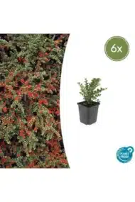 6x Cotoneaster horizontalis - ↕10-25cm - Ø9cm