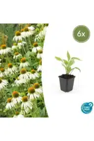 6x Echinacea p. 'White Swan' - ↕10-25cm - Ø9cm