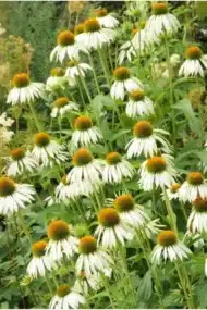 6x Echinacea p. 'White Swan' - ↕10-25cm - Ø9cm - Afbeelding 2