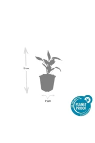 6x Echinacea p. 'White Swan' - ↕10-25cm - Ø9cm - Afbeelding 4