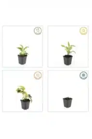 6x Echinacea p. 'White Swan' - ↕10-25cm - Ø9cm - Afbeelding 5